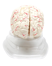 Cargar imagen en el visor de la galería, Cerebro Humano con Arterias XC-308