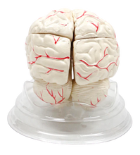 Cargar imagen en el visor de la galería, Cerebro Humano con Arterias XC-308