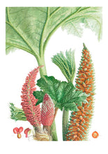 Cargar imagen en el visor de la galería, Plantas y árboles de los bosques de Chile - Martin F. Gardner - Josefina Hepp