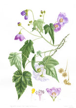 Cargar imagen en el visor de la galería, Plantas y árboles de los bosques de Chile - Martin F. Gardner - Josefina Hepp