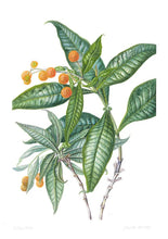 Cargar imagen en el visor de la galería, Plantas y árboles de los bosques de Chile - Martin F. Gardner - Josefina Hepp