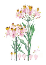 Cargar imagen en el visor de la galería, Plantas y árboles de los bosques de Chile - Martin F. Gardner - Josefina Hepp