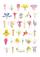 Cargar imagen en el visor de la galería, Plantas y árboles de los bosques de Chile - Martin F. Gardner - Josefina Hepp