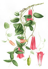 Cargar imagen en el visor de la galería, Plantas y árboles de los bosques de Chile - Martin F. Gardner - Josefina Hepp