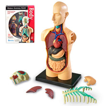 Cargar imagen en el visor de la galería, Modelo anatómico humano - Torso armable 31 piezas (11.4 cm de alto)