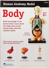 Cargar imagen en el visor de la galería, Modelo anatómico humano - Torso armable 31 piezas (11.4 cm de alto)