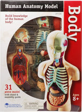Cargar imagen en el visor de la galería, Modelo anatómico humano - Torso armable 31 piezas (11.4 cm de alto)