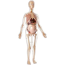 Cargar imagen en el visor de la galería, Modelo de torso de mujer embarazada (56 cm de alto)