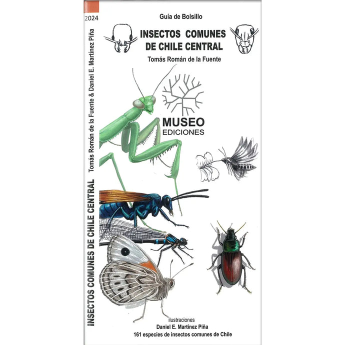INSECTOS COMUNES DE CHILE CENTRAL