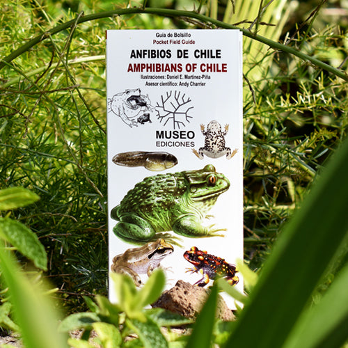 ANFIBIOS DE CHILE