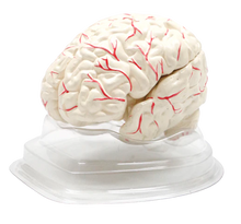 Cargar imagen en el visor de la galería, Cerebro Humano con Arterias XC-308
