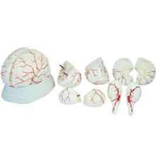 Cargar imagen en el visor de la galería, Cerebro Humano con Arterias XC-308
