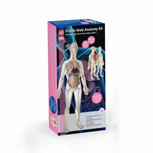 Cargar imagen en el visor de la galería, Torso anatomico hombre 56 cm 45 PCS MK002
