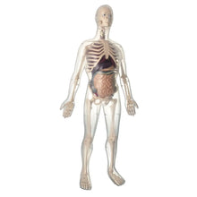 Cargar imagen en el visor de la galería, Torso anatomico hombre 56 cm 45 PCS MK002
