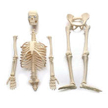 Cargar imagen en el visor de la galería, Torso anatomico hombre 56 cm 45 PCS MK002
