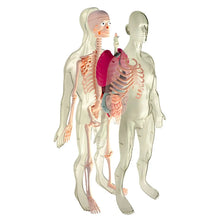 Cargar imagen en el visor de la galería, Torso anatomico hombre 56 cm 45 PCS MK002
