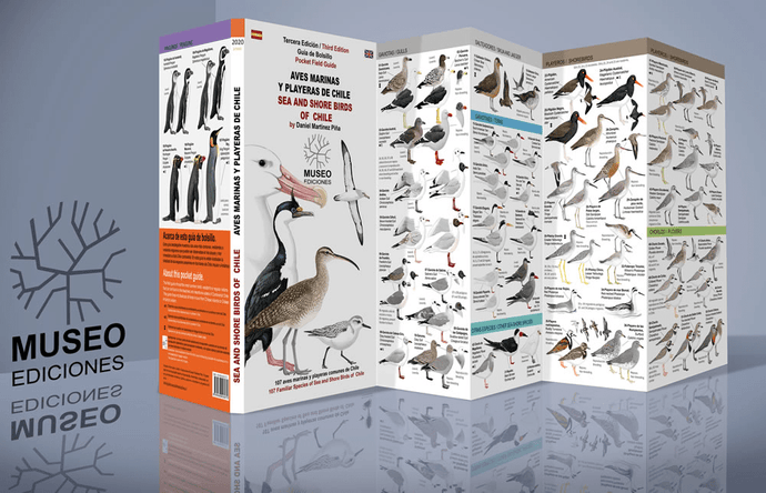 AVES MARINAS Y PLAYERAS