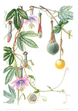 Cargar imagen en el visor de la galería, Plantas y árboles de los bosques de Chile - Martin F. Gardner - Josefina Hepp
