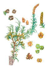 Cargar imagen en el visor de la galería, Plantas y árboles de los bosques de Chile - Martin F. Gardner - Josefina Hepp
