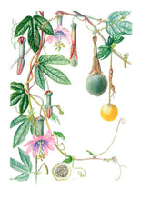 Cargar imagen en el visor de la galería, Plantas y árboles de los bosques de Chile - Martin F. Gardner - Josefina Hepp
