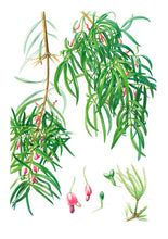Cargar imagen en el visor de la galería, Plantas y árboles de los bosques de Chile - Martin F. Gardner - Josefina Hepp
