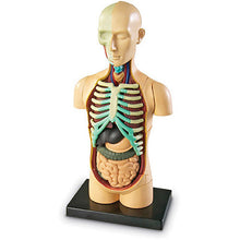 Cargar imagen en el visor de la galería, Modelo anatómico humano - Torso armable 31 piezas (11.4 cm de alto)
