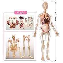 Cargar imagen en el visor de la galería, Modelo de torso de mujer embarazada (56 cm de alto)
